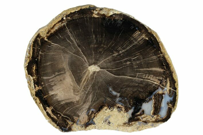 Polished Petrified Wood (Schinoxylon) Round - Wyoming #184839